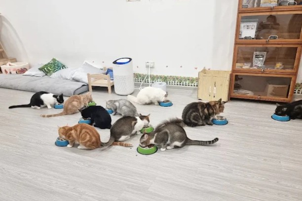 Cat Paradise Best Cat Cafe Singapore