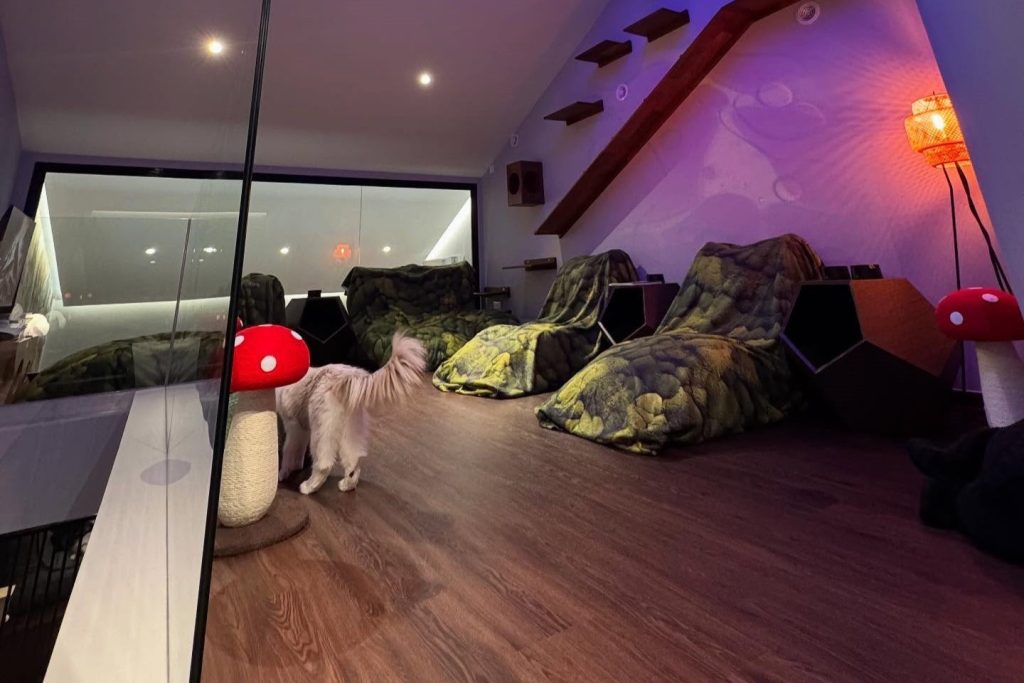 Catmosphere Cat Cafe Singapore