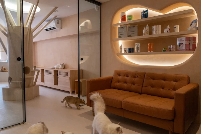 Fluffydolls Catfe Singapore Cat Cafe