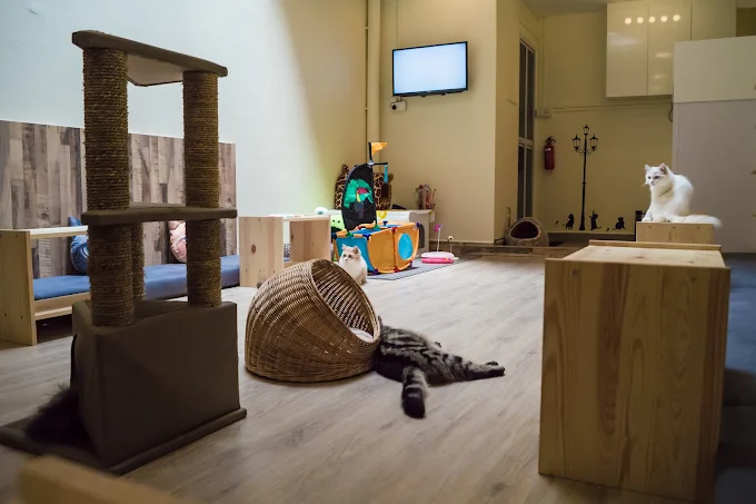 Meomi Cat Cafe Singapore