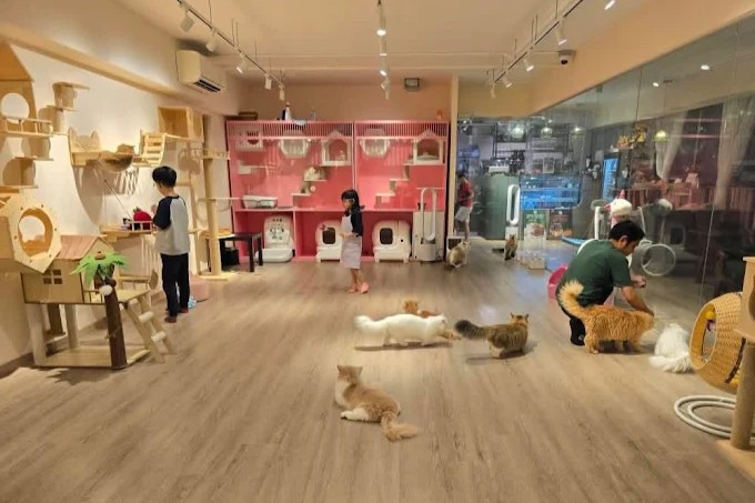 QQ Cats & Cafe Singapore