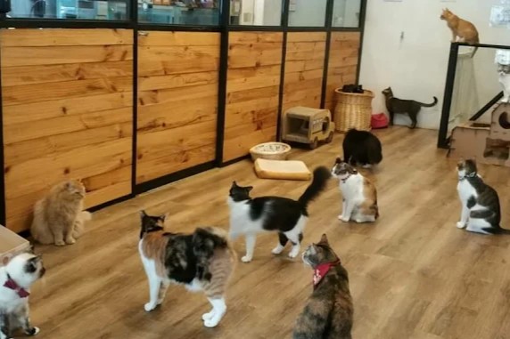 The Cat Cafe Singapore