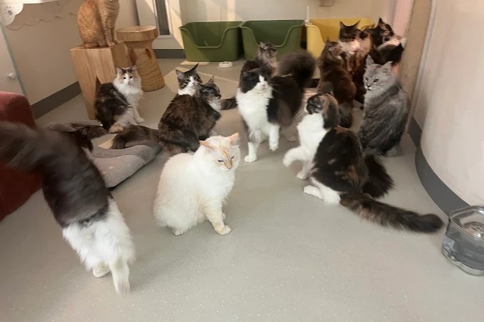 The Cat Experience Best Cat Cafe Singapore