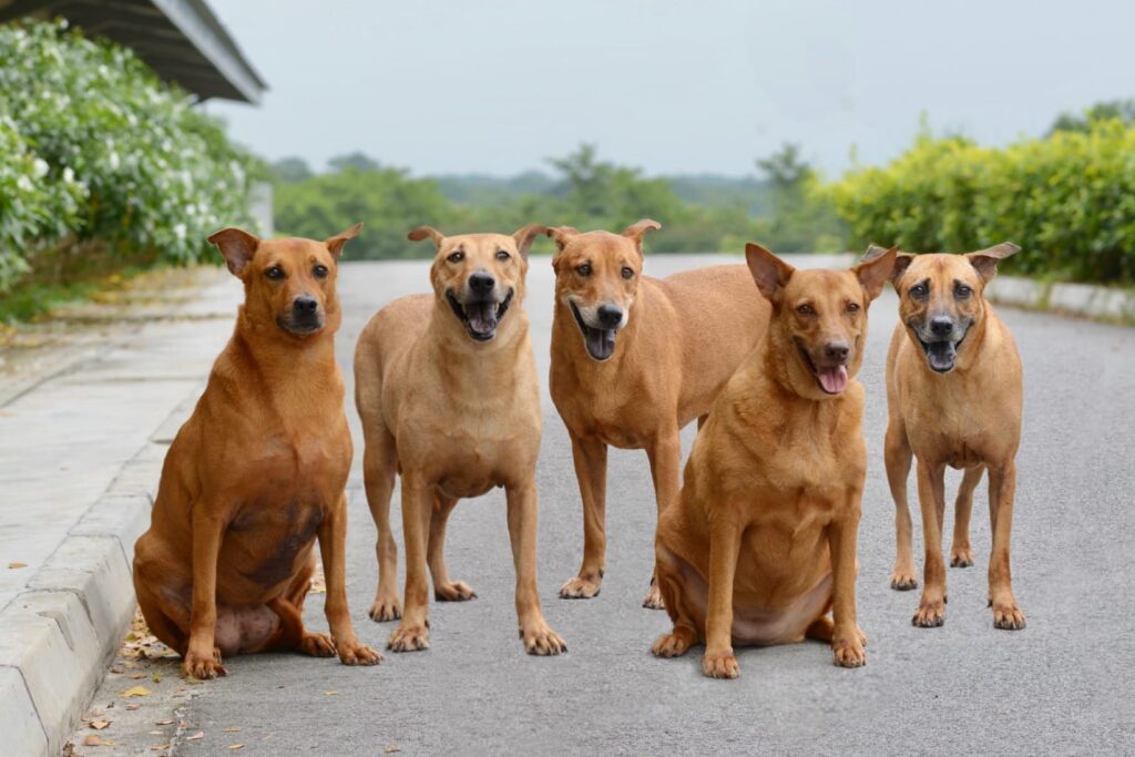 Animal Lovers League Pet Adoption Singapore
