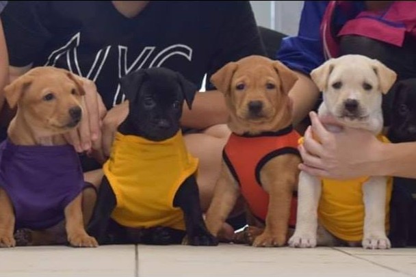 Mercylight Best Pet Adoption Singapore
