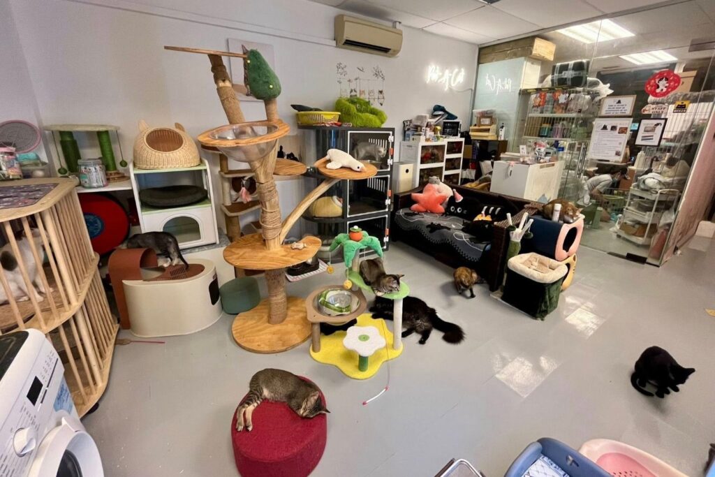 Pat A Cat Adopt Pets Singapore