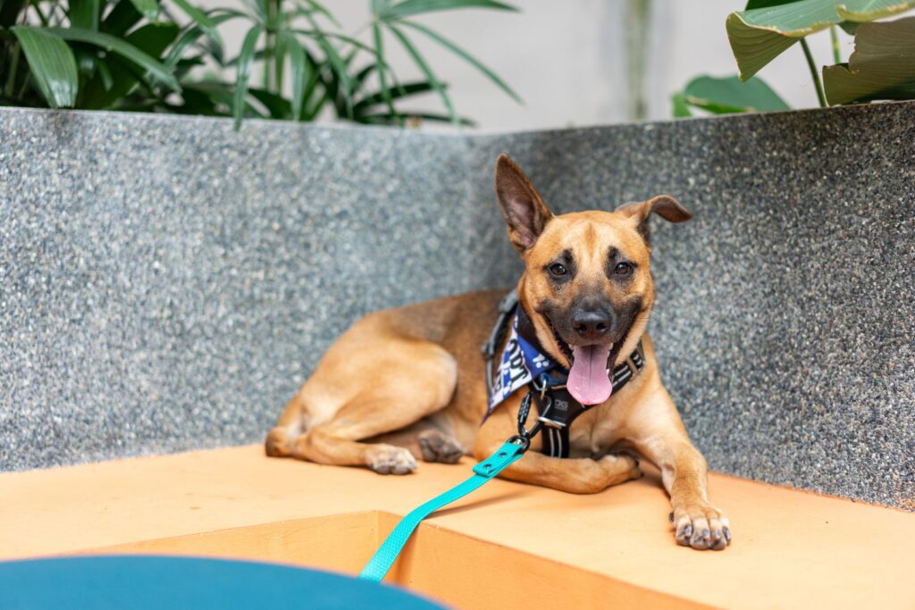 SOSD Best Pet Adoption Singapore