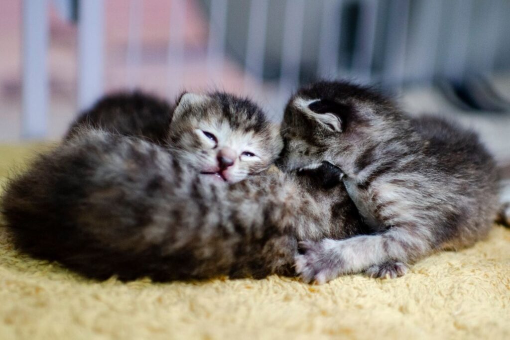 The Cat Museum Academy Adopt Pets Singapore